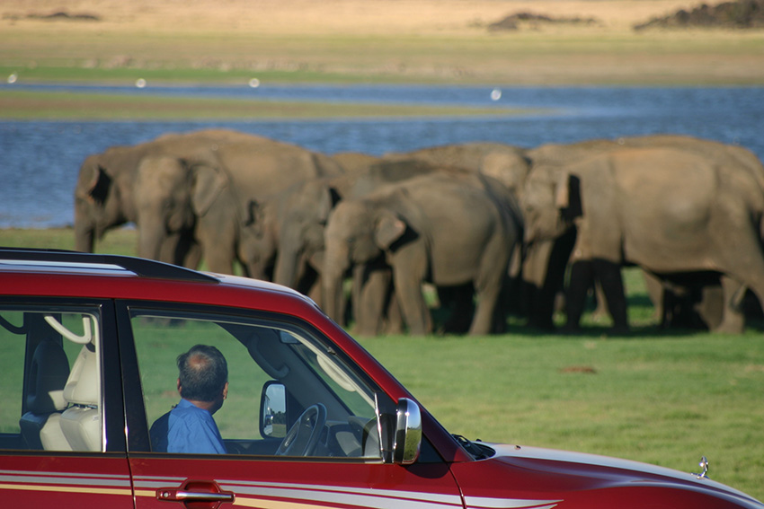 Find out more about Elephant Gatherings in Sri Lanka