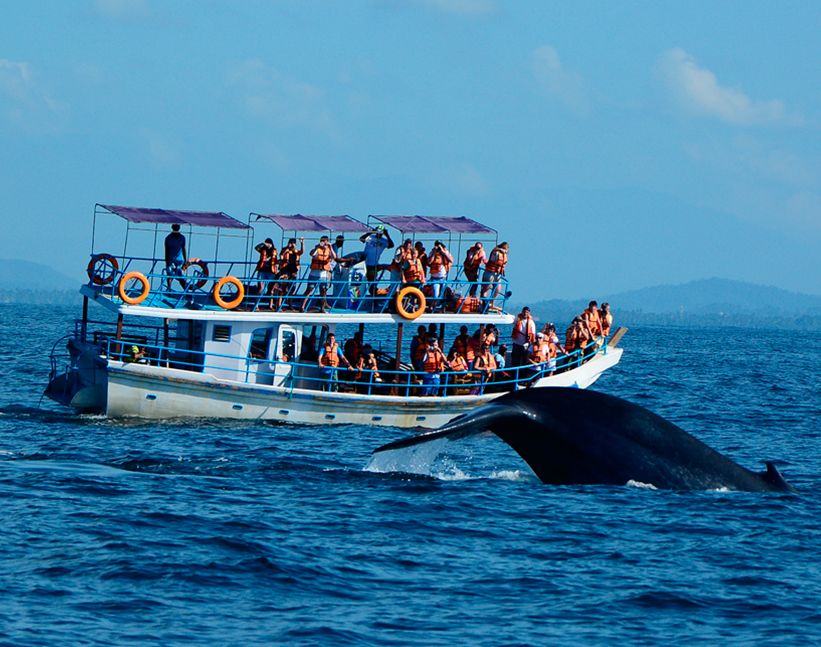 whale and dolphin watching